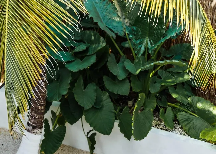 Eco Banitas * Tulum Pueblo