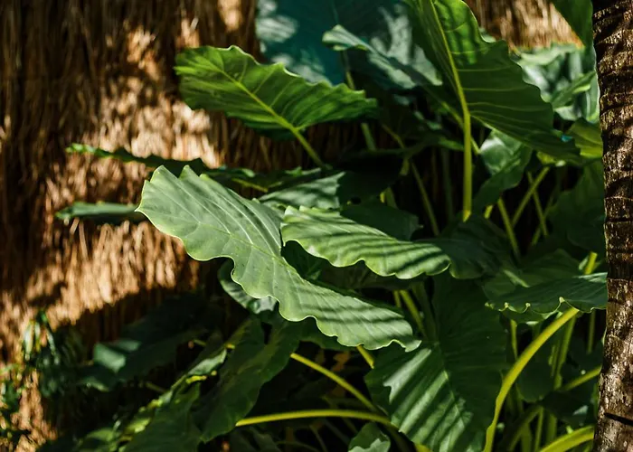 Eco Banitas Hotel