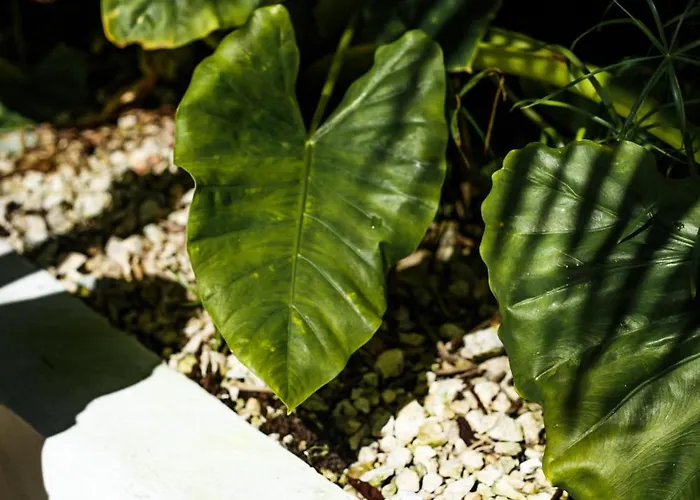 Hotel Eco Banitas Tulum